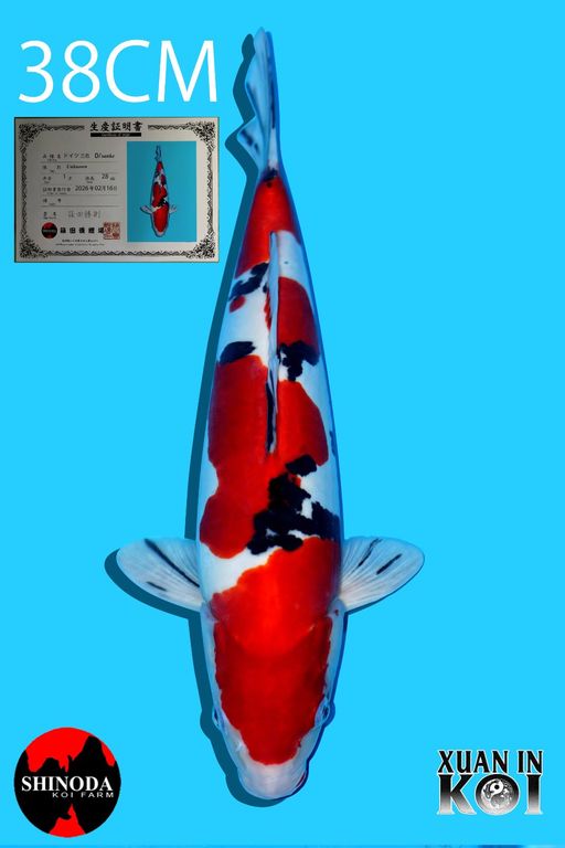 Lelang Koi Online, Jual Beli Ikan Koi, Pusat Jual Beli Koi, Info Lelang Koi Hari Ini, Platform Jual Beli Koi, Jual Beli Ikan Koi Online, Marketplace Ikan Koi, Jual Koi Terbaik, Tempat Beli Koi Berkualitas, Pasar Ikan Koi Online Terpercaya, Penjual Ikan Koi Terpercaya, Beli Koi Hias Online, Ikan Koi untuk Dijual, Koi Kualitas Terbaik, Toko Online Ikan Koi, Koi Hias Untuk Dijual, Jual Beli Ikan Koi Lokal, Koi Indonesia Online, Pusat Jual Beli Koi Terbesar