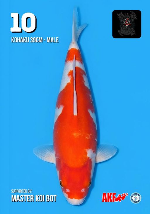 Lelang Koi Online, Jual Beli Ikan Koi, Pusat Jual Beli Koi, Info Lelang Koi Hari Ini, Platform Jual Beli Koi, Jual Beli Ikan Koi Online, Marketplace Ikan Koi, Jual Koi Terbaik, Tempat Beli Koi Berkualitas, Pasar Ikan Koi Online Terpercaya, Penjual Ikan Koi Terpercaya, Beli Koi Hias Online, Ikan Koi untuk Dijual, Koi Kualitas Terbaik, Toko Online Ikan Koi, Koi Hias Untuk Dijual, Jual Beli Ikan Koi Lokal, Koi Indonesia Online, Pusat Jual Beli Koi Terbesar