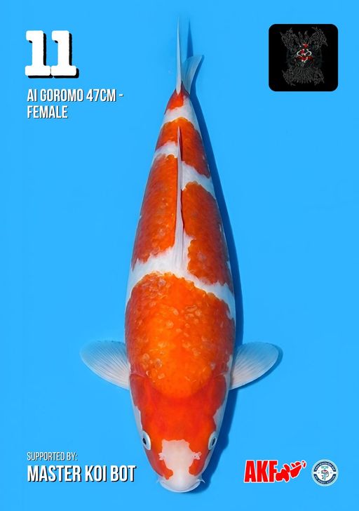 Lelang Koi Online, Jual Beli Ikan Koi, Pusat Jual Beli Koi, Info Lelang Koi Hari Ini, Platform Jual Beli Koi, Jual Beli Ikan Koi Online, Marketplace Ikan Koi, Jual Koi Terbaik, Tempat Beli Koi Berkualitas, Pasar Ikan Koi Online Terpercaya, Penjual Ikan Koi Terpercaya, Beli Koi Hias Online, Ikan Koi untuk Dijual, Koi Kualitas Terbaik, Toko Online Ikan Koi, Koi Hias Untuk Dijual, Jual Beli Ikan Koi Lokal, Koi Indonesia Online, Pusat Jual Beli Koi Terbesar