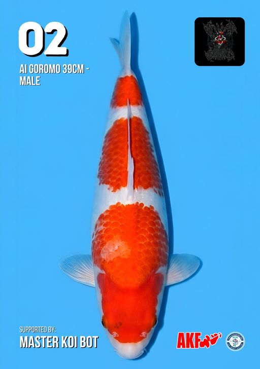 Lelang Koi Online, Jual Beli Ikan Koi, Pusat Jual Beli Koi, Info Lelang Koi Hari Ini, Platform Jual Beli Koi, Jual Beli Ikan Koi Online, Marketplace Ikan Koi, Jual Koi Terbaik, Tempat Beli Koi Berkualitas, Pasar Ikan Koi Online Terpercaya, Penjual Ikan Koi Terpercaya, Beli Koi Hias Online, Ikan Koi untuk Dijual, Koi Kualitas Terbaik, Toko Online Ikan Koi, Koi Hias Untuk Dijual, Jual Beli Ikan Koi Lokal, Koi Indonesia Online, Pusat Jual Beli Koi Terbesar