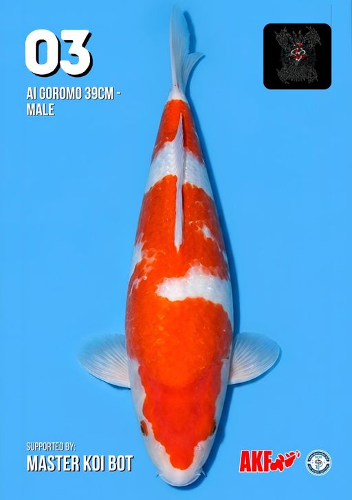 Lelang Koi Online, Jual Beli Ikan Koi, Pusat Jual Beli Koi, Info Lelang Koi Hari Ini, Platform Jual Beli Koi, Jual Beli Ikan Koi Online, Marketplace Ikan Koi, Jual Koi Terbaik, Tempat Beli Koi Berkualitas, Pasar Ikan Koi Online Terpercaya, Penjual Ikan Koi Terpercaya, Beli Koi Hias Online, Ikan Koi untuk Dijual, Koi Kualitas Terbaik, Toko Online Ikan Koi, Koi Hias Untuk Dijual, Jual Beli Ikan Koi Lokal, Koi Indonesia Online, Pusat Jual Beli Koi Terbesar