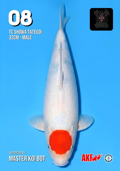 Lelang Koi Online, Jual Beli Ikan Koi, Pusat Jual Beli Koi, Info Lelang Koi Hari Ini, Platform Jual Beli Koi, Jual Beli Ikan Koi Online, Marketplace Ikan Koi, Jual Koi Terbaik, Tempat Beli Koi Berkualitas, Pasar Ikan Koi Online Terpercaya, Penjual Ikan Koi Terpercaya, Beli Koi Hias Online, Ikan Koi untuk Dijual, Koi Kualitas Terbaik, Toko Online Ikan Koi, Koi Hias Untuk Dijual, Jual Beli Ikan Koi Lokal, Koi Indonesia Online, Pusat Jual Beli Koi Terbesar