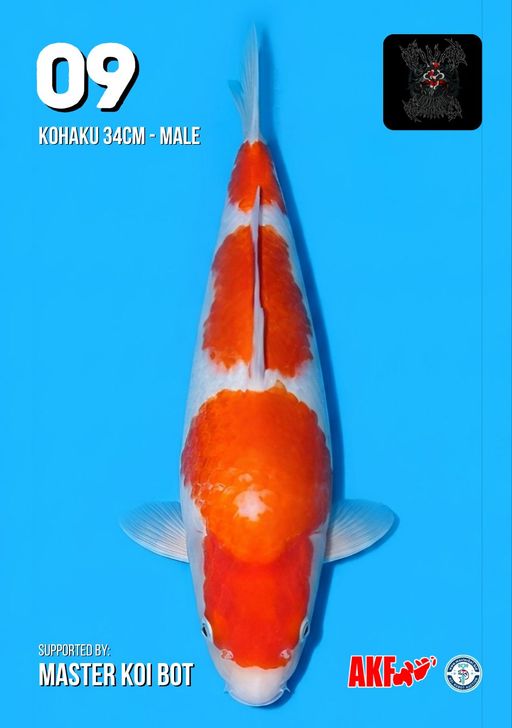 Lelang Koi Online, Jual Beli Ikan Koi, Pusat Jual Beli Koi, Info Lelang Koi Hari Ini, Platform Jual Beli Koi, Jual Beli Ikan Koi Online, Marketplace Ikan Koi, Jual Koi Terbaik, Tempat Beli Koi Berkualitas, Pasar Ikan Koi Online Terpercaya, Penjual Ikan Koi Terpercaya, Beli Koi Hias Online, Ikan Koi untuk Dijual, Koi Kualitas Terbaik, Toko Online Ikan Koi, Koi Hias Untuk Dijual, Jual Beli Ikan Koi Lokal, Koi Indonesia Online, Pusat Jual Beli Koi Terbesar