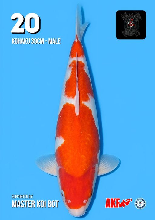 Lelang Koi Online, Jual Beli Ikan Koi, Pusat Jual Beli Koi, Info Lelang Koi Hari Ini, Platform Jual Beli Koi, Jual Beli Ikan Koi Online, Marketplace Ikan Koi, Jual Koi Terbaik, Tempat Beli Koi Berkualitas, Pasar Ikan Koi Online Terpercaya, Penjual Ikan Koi Terpercaya, Beli Koi Hias Online, Ikan Koi untuk Dijual, Koi Kualitas Terbaik, Toko Online Ikan Koi, Koi Hias Untuk Dijual, Jual Beli Ikan Koi Lokal, Koi Indonesia Online, Pusat Jual Beli Koi Terbesar