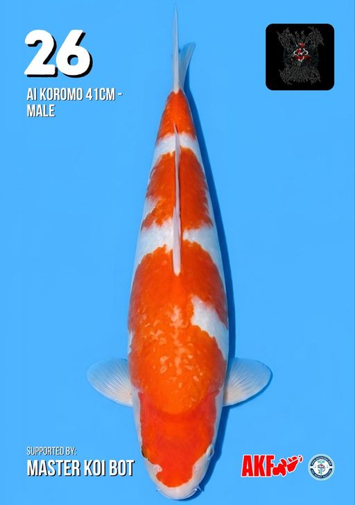 Lelang Koi Online, Jual Beli Ikan Koi, Pusat Jual Beli Koi, Info Lelang Koi Hari Ini, Platform Jual Beli Koi, Jual Beli Ikan Koi Online, Marketplace Ikan Koi, Jual Koi Terbaik, Tempat Beli Koi Berkualitas, Pasar Ikan Koi Online Terpercaya, Penjual Ikan Koi Terpercaya, Beli Koi Hias Online, Ikan Koi untuk Dijual, Koi Kualitas Terbaik, Toko Online Ikan Koi, Koi Hias Untuk Dijual, Jual Beli Ikan Koi Lokal, Koi Indonesia Online, Pusat Jual Beli Koi Terbesar