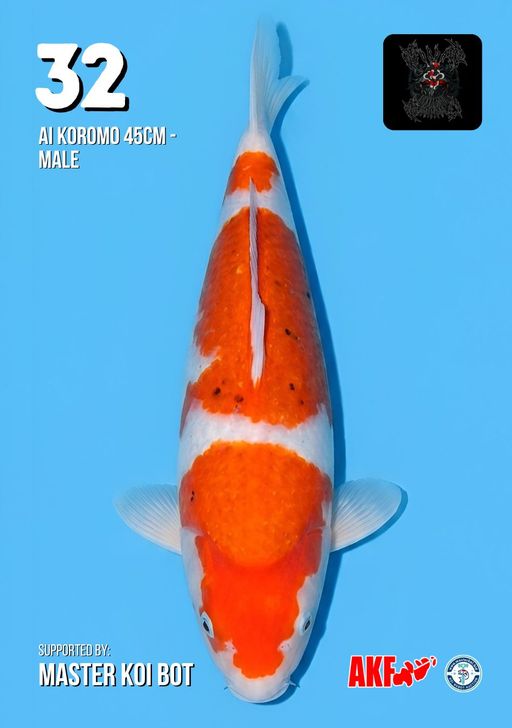 Lelang Koi Online, Jual Beli Ikan Koi, Pusat Jual Beli Koi, Info Lelang Koi Hari Ini, Platform Jual Beli Koi, Jual Beli Ikan Koi Online, Marketplace Ikan Koi, Jual Koi Terbaik, Tempat Beli Koi Berkualitas, Pasar Ikan Koi Online Terpercaya, Penjual Ikan Koi Terpercaya, Beli Koi Hias Online, Ikan Koi untuk Dijual, Koi Kualitas Terbaik, Toko Online Ikan Koi, Koi Hias Untuk Dijual, Jual Beli Ikan Koi Lokal, Koi Indonesia Online, Pusat Jual Beli Koi Terbesar