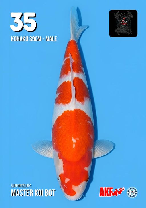 Lelang Koi Online, Jual Beli Ikan Koi, Pusat Jual Beli Koi, Info Lelang Koi Hari Ini, Platform Jual Beli Koi, Jual Beli Ikan Koi Online, Marketplace Ikan Koi, Jual Koi Terbaik, Tempat Beli Koi Berkualitas, Pasar Ikan Koi Online Terpercaya, Penjual Ikan Koi Terpercaya, Beli Koi Hias Online, Ikan Koi untuk Dijual, Koi Kualitas Terbaik, Toko Online Ikan Koi, Koi Hias Untuk Dijual, Jual Beli Ikan Koi Lokal, Koi Indonesia Online, Pusat Jual Beli Koi Terbesar