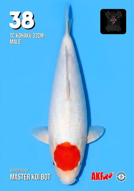 Lelang Koi Online, Jual Beli Ikan Koi, Pusat Jual Beli Koi, Info Lelang Koi Hari Ini, Platform Jual Beli Koi, Jual Beli Ikan Koi Online, Marketplace Ikan Koi, Jual Koi Terbaik, Tempat Beli Koi Berkualitas, Pasar Ikan Koi Online Terpercaya, Penjual Ikan Koi Terpercaya, Beli Koi Hias Online, Ikan Koi untuk Dijual, Koi Kualitas Terbaik, Toko Online Ikan Koi, Koi Hias Untuk Dijual, Jual Beli Ikan Koi Lokal, Koi Indonesia Online, Pusat Jual Beli Koi Terbesar
