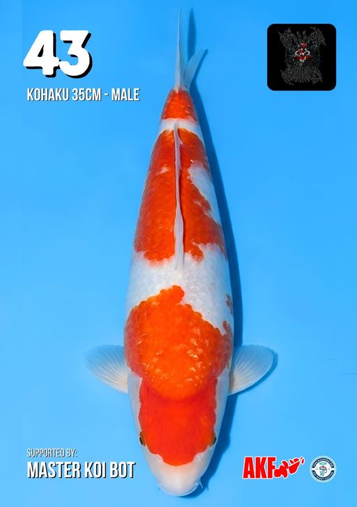 Lelang Koi Online, Jual Beli Ikan Koi, Pusat Jual Beli Koi, Info Lelang Koi Hari Ini, Platform Jual Beli Koi, Jual Beli Ikan Koi Online, Marketplace Ikan Koi, Jual Koi Terbaik, Tempat Beli Koi Berkualitas, Pasar Ikan Koi Online Terpercaya, Penjual Ikan Koi Terpercaya, Beli Koi Hias Online, Ikan Koi untuk Dijual, Koi Kualitas Terbaik, Toko Online Ikan Koi, Koi Hias Untuk Dijual, Jual Beli Ikan Koi Lokal, Koi Indonesia Online, Pusat Jual Beli Koi Terbesar