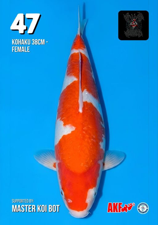 Lelang Koi Online, Jual Beli Ikan Koi, Pusat Jual Beli Koi, Info Lelang Koi Hari Ini, Platform Jual Beli Koi, Jual Beli Ikan Koi Online, Marketplace Ikan Koi, Jual Koi Terbaik, Tempat Beli Koi Berkualitas, Pasar Ikan Koi Online Terpercaya, Penjual Ikan Koi Terpercaya, Beli Koi Hias Online, Ikan Koi untuk Dijual, Koi Kualitas Terbaik, Toko Online Ikan Koi, Koi Hias Untuk Dijual, Jual Beli Ikan Koi Lokal, Koi Indonesia Online, Pusat Jual Beli Koi Terbesar
