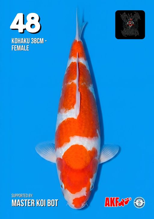 Lelang Koi Online, Jual Beli Ikan Koi, Pusat Jual Beli Koi, Info Lelang Koi Hari Ini, Platform Jual Beli Koi, Jual Beli Ikan Koi Online, Marketplace Ikan Koi, Jual Koi Terbaik, Tempat Beli Koi Berkualitas, Pasar Ikan Koi Online Terpercaya, Penjual Ikan Koi Terpercaya, Beli Koi Hias Online, Ikan Koi untuk Dijual, Koi Kualitas Terbaik, Toko Online Ikan Koi, Koi Hias Untuk Dijual, Jual Beli Ikan Koi Lokal, Koi Indonesia Online, Pusat Jual Beli Koi Terbesar