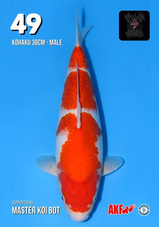 Lelang Koi Online, Jual Beli Ikan Koi, Pusat Jual Beli Koi, Info Lelang Koi Hari Ini, Platform Jual Beli Koi, Jual Beli Ikan Koi Online, Marketplace Ikan Koi, Jual Koi Terbaik, Tempat Beli Koi Berkualitas, Pasar Ikan Koi Online Terpercaya, Penjual Ikan Koi Terpercaya, Beli Koi Hias Online, Ikan Koi untuk Dijual, Koi Kualitas Terbaik, Toko Online Ikan Koi, Koi Hias Untuk Dijual, Jual Beli Ikan Koi Lokal, Koi Indonesia Online, Pusat Jual Beli Koi Terbesar