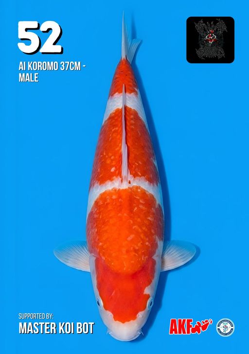 Lelang Koi Online, Jual Beli Ikan Koi, Pusat Jual Beli Koi, Info Lelang Koi Hari Ini, Platform Jual Beli Koi, Jual Beli Ikan Koi Online, Marketplace Ikan Koi, Jual Koi Terbaik, Tempat Beli Koi Berkualitas, Pasar Ikan Koi Online Terpercaya, Penjual Ikan Koi Terpercaya, Beli Koi Hias Online, Ikan Koi untuk Dijual, Koi Kualitas Terbaik, Toko Online Ikan Koi, Koi Hias Untuk Dijual, Jual Beli Ikan Koi Lokal, Koi Indonesia Online, Pusat Jual Beli Koi Terbesar