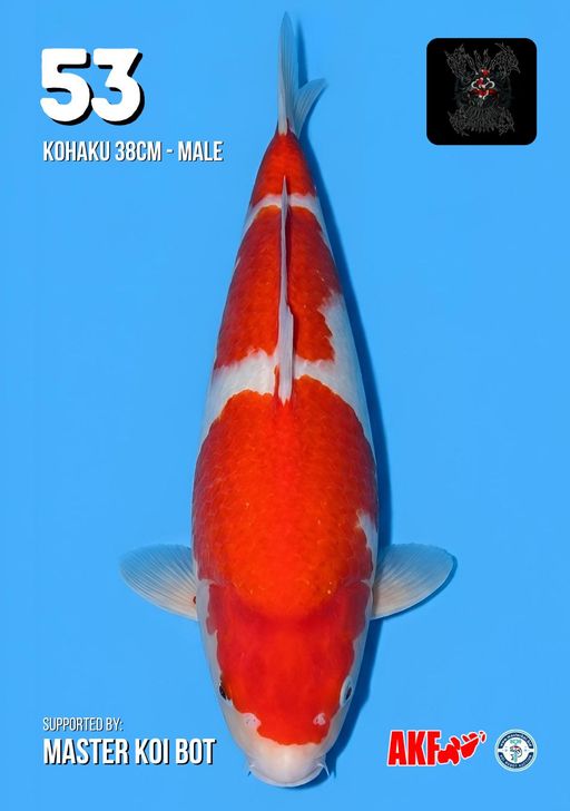 Lelang Koi Online, Jual Beli Ikan Koi, Pusat Jual Beli Koi, Info Lelang Koi Hari Ini, Platform Jual Beli Koi, Jual Beli Ikan Koi Online, Marketplace Ikan Koi, Jual Koi Terbaik, Tempat Beli Koi Berkualitas, Pasar Ikan Koi Online Terpercaya, Penjual Ikan Koi Terpercaya, Beli Koi Hias Online, Ikan Koi untuk Dijual, Koi Kualitas Terbaik, Toko Online Ikan Koi, Koi Hias Untuk Dijual, Jual Beli Ikan Koi Lokal, Koi Indonesia Online, Pusat Jual Beli Koi Terbesar