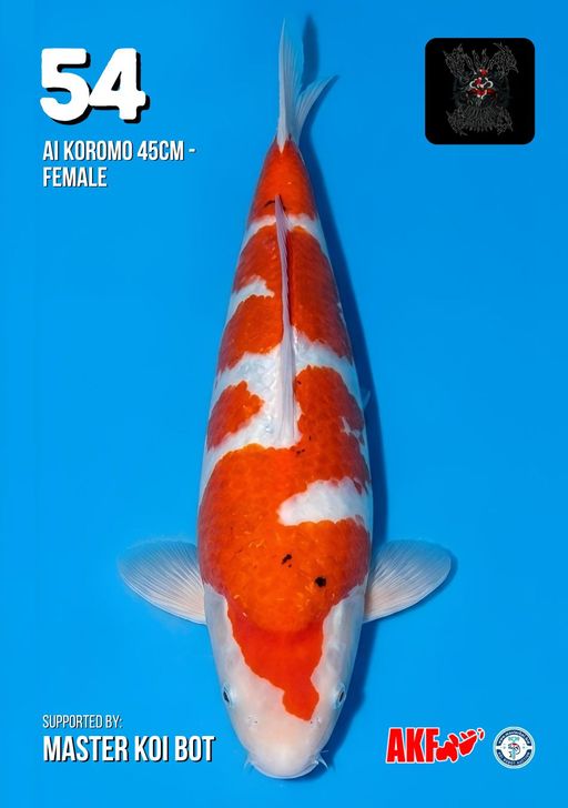 Lelang Koi Online, Jual Beli Ikan Koi, Pusat Jual Beli Koi, Info Lelang Koi Hari Ini, Platform Jual Beli Koi, Jual Beli Ikan Koi Online, Marketplace Ikan Koi, Jual Koi Terbaik, Tempat Beli Koi Berkualitas, Pasar Ikan Koi Online Terpercaya, Penjual Ikan Koi Terpercaya, Beli Koi Hias Online, Ikan Koi untuk Dijual, Koi Kualitas Terbaik, Toko Online Ikan Koi, Koi Hias Untuk Dijual, Jual Beli Ikan Koi Lokal, Koi Indonesia Online, Pusat Jual Beli Koi Terbesar