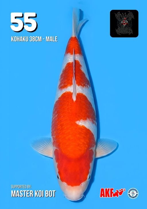 Lelang Koi Online, Jual Beli Ikan Koi, Pusat Jual Beli Koi, Info Lelang Koi Hari Ini, Platform Jual Beli Koi, Jual Beli Ikan Koi Online, Marketplace Ikan Koi, Jual Koi Terbaik, Tempat Beli Koi Berkualitas, Pasar Ikan Koi Online Terpercaya, Penjual Ikan Koi Terpercaya, Beli Koi Hias Online, Ikan Koi untuk Dijual, Koi Kualitas Terbaik, Toko Online Ikan Koi, Koi Hias Untuk Dijual, Jual Beli Ikan Koi Lokal, Koi Indonesia Online, Pusat Jual Beli Koi Terbesar