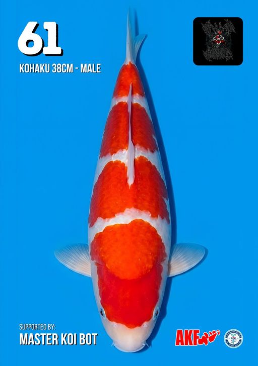 Lelang Koi Online, Jual Beli Ikan Koi, Pusat Jual Beli Koi, Info Lelang Koi Hari Ini, Platform Jual Beli Koi, Jual Beli Ikan Koi Online, Marketplace Ikan Koi, Jual Koi Terbaik, Tempat Beli Koi Berkualitas, Pasar Ikan Koi Online Terpercaya, Penjual Ikan Koi Terpercaya, Beli Koi Hias Online, Ikan Koi untuk Dijual, Koi Kualitas Terbaik, Toko Online Ikan Koi, Koi Hias Untuk Dijual, Jual Beli Ikan Koi Lokal, Koi Indonesia Online, Pusat Jual Beli Koi Terbesar