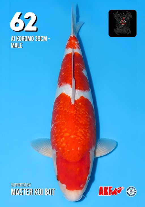 Lelang Koi Online, Jual Beli Ikan Koi, Pusat Jual Beli Koi, Info Lelang Koi Hari Ini, Platform Jual Beli Koi, Jual Beli Ikan Koi Online, Marketplace Ikan Koi, Jual Koi Terbaik, Tempat Beli Koi Berkualitas, Pasar Ikan Koi Online Terpercaya, Penjual Ikan Koi Terpercaya, Beli Koi Hias Online, Ikan Koi untuk Dijual, Koi Kualitas Terbaik, Toko Online Ikan Koi, Koi Hias Untuk Dijual, Jual Beli Ikan Koi Lokal, Koi Indonesia Online, Pusat Jual Beli Koi Terbesar