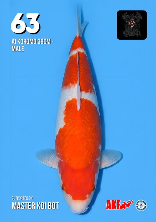 Lelang Koi Online, Jual Beli Ikan Koi, Pusat Jual Beli Koi, Info Lelang Koi Hari Ini, Platform Jual Beli Koi, Jual Beli Ikan Koi Online, Marketplace Ikan Koi, Jual Koi Terbaik, Tempat Beli Koi Berkualitas, Pasar Ikan Koi Online Terpercaya, Penjual Ikan Koi Terpercaya, Beli Koi Hias Online, Ikan Koi untuk Dijual, Koi Kualitas Terbaik, Toko Online Ikan Koi, Koi Hias Untuk Dijual, Jual Beli Ikan Koi Lokal, Koi Indonesia Online, Pusat Jual Beli Koi Terbesar