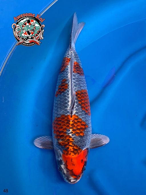 Lelang Koi Online, Jual Beli Ikan Koi, Pusat Jual Beli Koi, Info Lelang Koi Hari Ini, Platform Jual Beli Koi, Jual Beli Ikan Koi Online, Marketplace Ikan Koi, Jual Koi Terbaik, Tempat Beli Koi Berkualitas, Pasar Ikan Koi Online Terpercaya, Penjual Ikan Koi Terpercaya, Beli Koi Hias Online, Ikan Koi untuk Dijual, Koi Kualitas Terbaik, Toko Online Ikan Koi, Koi Hias Untuk Dijual, Jual Beli Ikan Koi Lokal, Koi Indonesia Online, Pusat Jual Beli Koi Terbesar