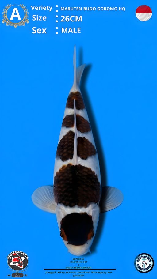 Lelang Koi Online, Jual Beli Ikan Koi, Pusat Jual Beli Koi, Info Lelang Koi Hari Ini, Platform Jual Beli Koi, Jual Beli Ikan Koi Online, Marketplace Ikan Koi, Jual Koi Terbaik, Tempat Beli Koi Berkualitas, Pasar Ikan Koi Online Terpercaya, Penjual Ikan Koi Terpercaya, Beli Koi Hias Online, Ikan Koi untuk Dijual, Koi Kualitas Terbaik, Toko Online Ikan Koi, Koi Hias Untuk Dijual, Jual Beli Ikan Koi Lokal, Koi Indonesia Online, Pusat Jual Beli Koi Terbesar