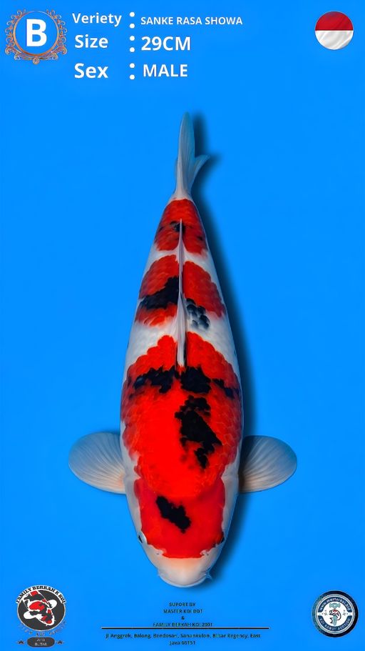 Lelang Koi Online, Jual Beli Ikan Koi, Pusat Jual Beli Koi, Info Lelang Koi Hari Ini, Platform Jual Beli Koi, Jual Beli Ikan Koi Online, Marketplace Ikan Koi, Jual Koi Terbaik, Tempat Beli Koi Berkualitas, Pasar Ikan Koi Online Terpercaya, Penjual Ikan Koi Terpercaya, Beli Koi Hias Online, Ikan Koi untuk Dijual, Koi Kualitas Terbaik, Toko Online Ikan Koi, Koi Hias Untuk Dijual, Jual Beli Ikan Koi Lokal, Koi Indonesia Online, Pusat Jual Beli Koi Terbesar