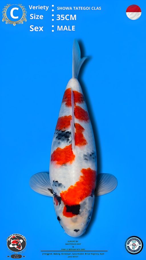 Lelang Koi Online, Jual Beli Ikan Koi, Pusat Jual Beli Koi, Info Lelang Koi Hari Ini, Platform Jual Beli Koi, Jual Beli Ikan Koi Online, Marketplace Ikan Koi, Jual Koi Terbaik, Tempat Beli Koi Berkualitas, Pasar Ikan Koi Online Terpercaya, Penjual Ikan Koi Terpercaya, Beli Koi Hias Online, Ikan Koi untuk Dijual, Koi Kualitas Terbaik, Toko Online Ikan Koi, Koi Hias Untuk Dijual, Jual Beli Ikan Koi Lokal, Koi Indonesia Online, Pusat Jual Beli Koi Terbesar