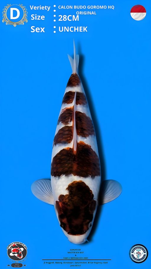 Lelang Koi Online, Jual Beli Ikan Koi, Pusat Jual Beli Koi, Info Lelang Koi Hari Ini, Platform Jual Beli Koi, Jual Beli Ikan Koi Online, Marketplace Ikan Koi, Jual Koi Terbaik, Tempat Beli Koi Berkualitas, Pasar Ikan Koi Online Terpercaya, Penjual Ikan Koi Terpercaya, Beli Koi Hias Online, Ikan Koi untuk Dijual, Koi Kualitas Terbaik, Toko Online Ikan Koi, Koi Hias Untuk Dijual, Jual Beli Ikan Koi Lokal, Koi Indonesia Online, Pusat Jual Beli Koi Terbesar