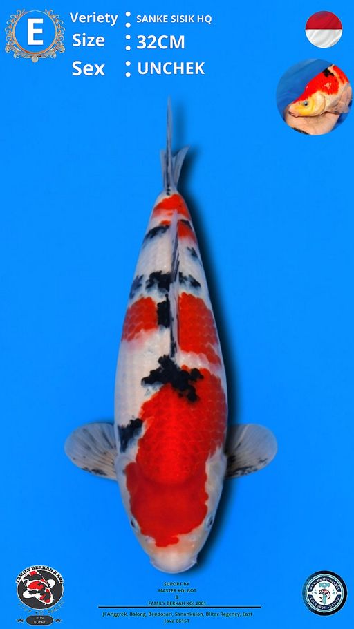 Lelang Koi Online, Jual Beli Ikan Koi, Pusat Jual Beli Koi, Info Lelang Koi Hari Ini, Platform Jual Beli Koi, Jual Beli Ikan Koi Online, Marketplace Ikan Koi, Jual Koi Terbaik, Tempat Beli Koi Berkualitas, Pasar Ikan Koi Online Terpercaya, Penjual Ikan Koi Terpercaya, Beli Koi Hias Online, Ikan Koi untuk Dijual, Koi Kualitas Terbaik, Toko Online Ikan Koi, Koi Hias Untuk Dijual, Jual Beli Ikan Koi Lokal, Koi Indonesia Online, Pusat Jual Beli Koi Terbesar