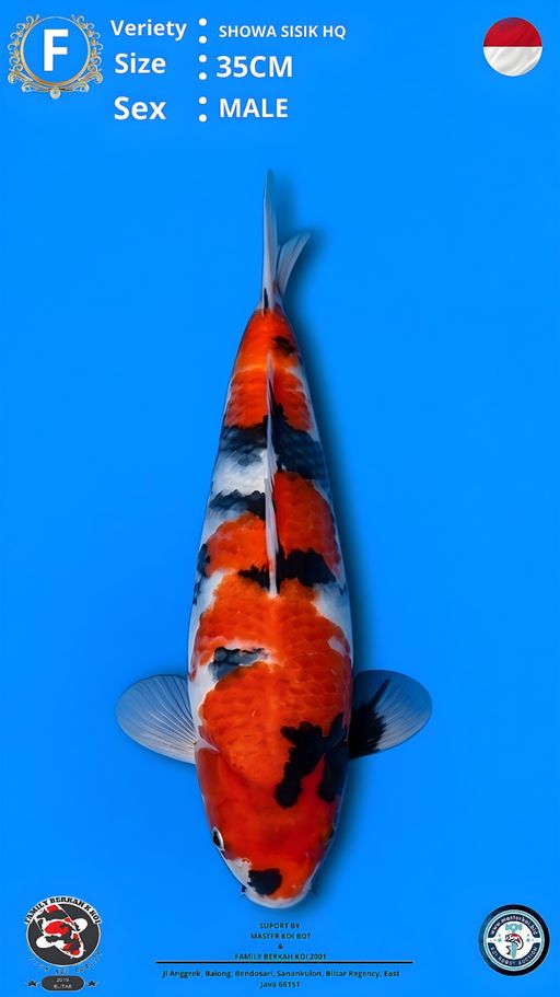 Lelang Koi Online, Jual Beli Ikan Koi, Pusat Jual Beli Koi, Info Lelang Koi Hari Ini, Platform Jual Beli Koi, Jual Beli Ikan Koi Online, Marketplace Ikan Koi, Jual Koi Terbaik, Tempat Beli Koi Berkualitas, Pasar Ikan Koi Online Terpercaya, Penjual Ikan Koi Terpercaya, Beli Koi Hias Online, Ikan Koi untuk Dijual, Koi Kualitas Terbaik, Toko Online Ikan Koi, Koi Hias Untuk Dijual, Jual Beli Ikan Koi Lokal, Koi Indonesia Online, Pusat Jual Beli Koi Terbesar