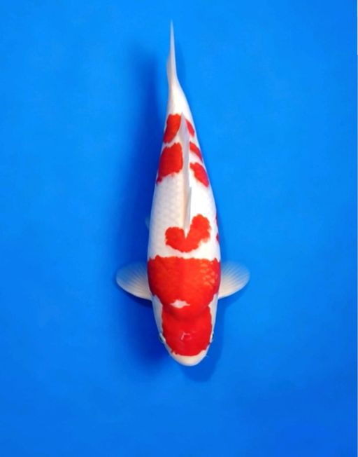 Lelang Koi Online, Jual Beli Ikan Koi, Pusat Jual Beli Koi, Info Lelang Koi Hari Ini, Platform Jual Beli Koi, Jual Beli Ikan Koi Online, Marketplace Ikan Koi, Jual Koi Terbaik, Tempat Beli Koi Berkualitas, Pasar Ikan Koi Online Terpercaya, Penjual Ikan Koi Terpercaya, Beli Koi Hias Online, Ikan Koi untuk Dijual, Koi Kualitas Terbaik, Toko Online Ikan Koi, Koi Hias Untuk Dijual, Jual Beli Ikan Koi Lokal, Koi Indonesia Online, Pusat Jual Beli Koi Terbesar