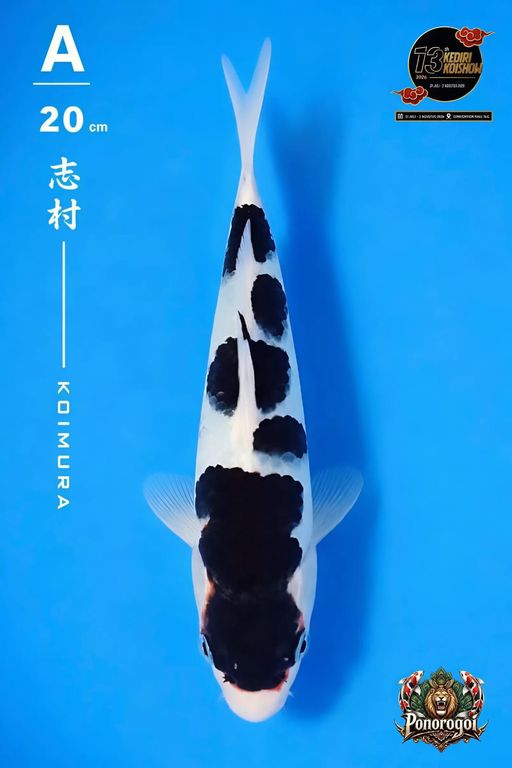 Lelang Koi Online, Jual Beli Ikan Koi, Pusat Jual Beli Koi, Info Lelang Koi Hari Ini, Platform Jual Beli Koi, Jual Beli Ikan Koi Online, Marketplace Ikan Koi, Jual Koi Terbaik, Tempat Beli Koi Berkualitas, Pasar Ikan Koi Online Terpercaya, Penjual Ikan Koi Terpercaya, Beli Koi Hias Online, Ikan Koi untuk Dijual, Koi Kualitas Terbaik, Toko Online Ikan Koi, Koi Hias Untuk Dijual, Jual Beli Ikan Koi Lokal, Koi Indonesia Online, Pusat Jual Beli Koi Terbesar