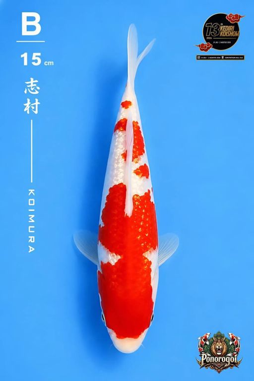 Lelang Koi Online, Jual Beli Ikan Koi, Pusat Jual Beli Koi, Info Lelang Koi Hari Ini, Platform Jual Beli Koi, Jual Beli Ikan Koi Online, Marketplace Ikan Koi, Jual Koi Terbaik, Tempat Beli Koi Berkualitas, Pasar Ikan Koi Online Terpercaya, Penjual Ikan Koi Terpercaya, Beli Koi Hias Online, Ikan Koi untuk Dijual, Koi Kualitas Terbaik, Toko Online Ikan Koi, Koi Hias Untuk Dijual, Jual Beli Ikan Koi Lokal, Koi Indonesia Online, Pusat Jual Beli Koi Terbesar
