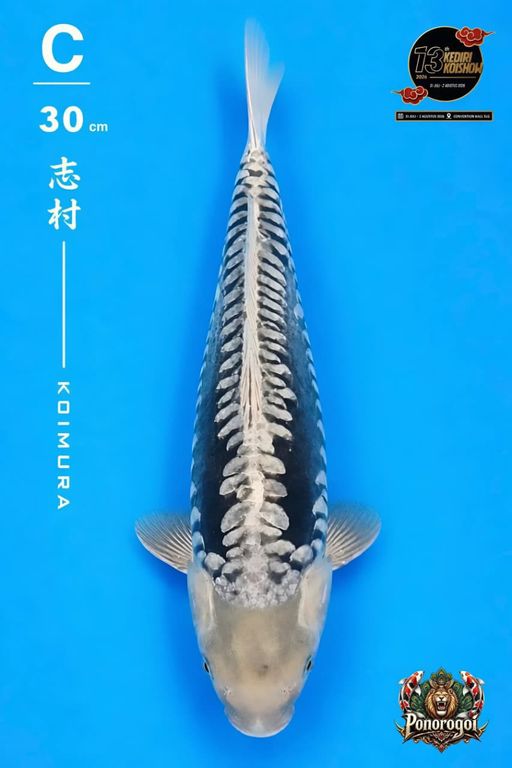 Lelang Koi Online, Jual Beli Ikan Koi, Pusat Jual Beli Koi, Info Lelang Koi Hari Ini, Platform Jual Beli Koi, Jual Beli Ikan Koi Online, Marketplace Ikan Koi, Jual Koi Terbaik, Tempat Beli Koi Berkualitas, Pasar Ikan Koi Online Terpercaya, Penjual Ikan Koi Terpercaya, Beli Koi Hias Online, Ikan Koi untuk Dijual, Koi Kualitas Terbaik, Toko Online Ikan Koi, Koi Hias Untuk Dijual, Jual Beli Ikan Koi Lokal, Koi Indonesia Online, Pusat Jual Beli Koi Terbesar