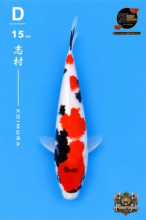 Lelang Koi Online, Jual Beli Ikan Koi, Pusat Jual Beli Koi, Info Lelang Koi Hari Ini, Platform Jual Beli Koi, Jual Beli Ikan Koi Online, Marketplace Ikan Koi, Jual Koi Terbaik, Tempat Beli Koi Berkualitas, Pasar Ikan Koi Online Terpercaya, Penjual Ikan Koi Terpercaya, Beli Koi Hias Online, Ikan Koi untuk Dijual, Koi Kualitas Terbaik, Toko Online Ikan Koi, Koi Hias Untuk Dijual, Jual Beli Ikan Koi Lokal, Koi Indonesia Online, Pusat Jual Beli Koi Terbesar