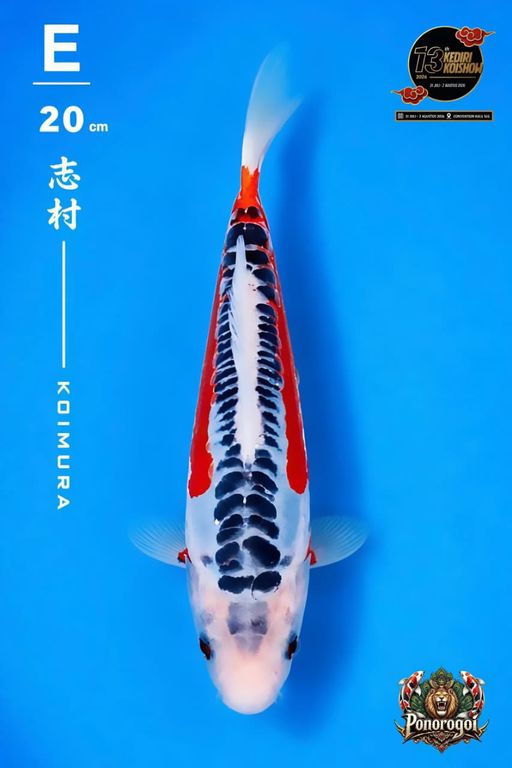 Lelang Koi Online, Jual Beli Ikan Koi, Pusat Jual Beli Koi, Info Lelang Koi Hari Ini, Platform Jual Beli Koi, Jual Beli Ikan Koi Online, Marketplace Ikan Koi, Jual Koi Terbaik, Tempat Beli Koi Berkualitas, Pasar Ikan Koi Online Terpercaya, Penjual Ikan Koi Terpercaya, Beli Koi Hias Online, Ikan Koi untuk Dijual, Koi Kualitas Terbaik, Toko Online Ikan Koi, Koi Hias Untuk Dijual, Jual Beli Ikan Koi Lokal, Koi Indonesia Online, Pusat Jual Beli Koi Terbesar