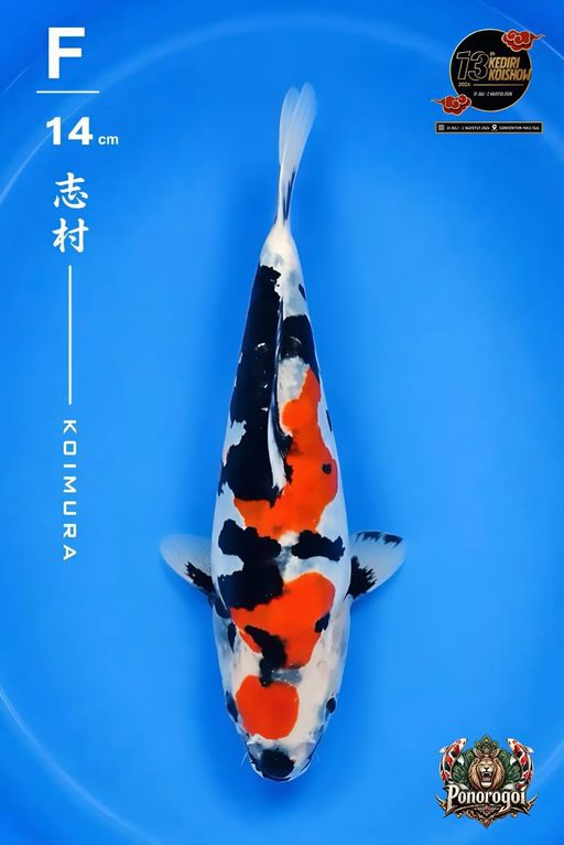 Lelang Koi Online, Jual Beli Ikan Koi, Pusat Jual Beli Koi, Info Lelang Koi Hari Ini, Platform Jual Beli Koi, Jual Beli Ikan Koi Online, Marketplace Ikan Koi, Jual Koi Terbaik, Tempat Beli Koi Berkualitas, Pasar Ikan Koi Online Terpercaya, Penjual Ikan Koi Terpercaya, Beli Koi Hias Online, Ikan Koi untuk Dijual, Koi Kualitas Terbaik, Toko Online Ikan Koi, Koi Hias Untuk Dijual, Jual Beli Ikan Koi Lokal, Koi Indonesia Online, Pusat Jual Beli Koi Terbesar
