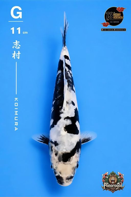 Lelang Koi Online, Jual Beli Ikan Koi, Pusat Jual Beli Koi, Info Lelang Koi Hari Ini, Platform Jual Beli Koi, Jual Beli Ikan Koi Online, Marketplace Ikan Koi, Jual Koi Terbaik, Tempat Beli Koi Berkualitas, Pasar Ikan Koi Online Terpercaya, Penjual Ikan Koi Terpercaya, Beli Koi Hias Online, Ikan Koi untuk Dijual, Koi Kualitas Terbaik, Toko Online Ikan Koi, Koi Hias Untuk Dijual, Jual Beli Ikan Koi Lokal, Koi Indonesia Online, Pusat Jual Beli Koi Terbesar