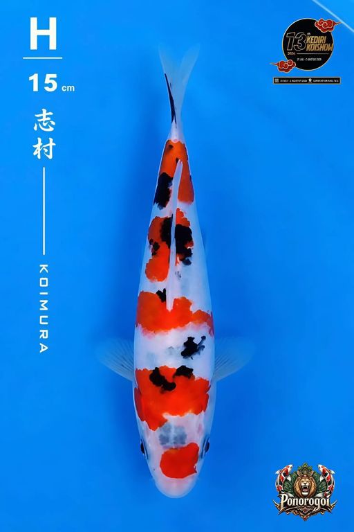 Lelang Koi Online, Jual Beli Ikan Koi, Pusat Jual Beli Koi, Info Lelang Koi Hari Ini, Platform Jual Beli Koi, Jual Beli Ikan Koi Online, Marketplace Ikan Koi, Jual Koi Terbaik, Tempat Beli Koi Berkualitas, Pasar Ikan Koi Online Terpercaya, Penjual Ikan Koi Terpercaya, Beli Koi Hias Online, Ikan Koi untuk Dijual, Koi Kualitas Terbaik, Toko Online Ikan Koi, Koi Hias Untuk Dijual, Jual Beli Ikan Koi Lokal, Koi Indonesia Online, Pusat Jual Beli Koi Terbesar