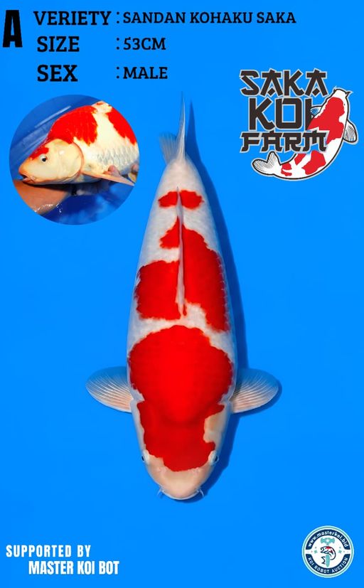 Lelang Koi Online, Jual Beli Ikan Koi, Pusat Jual Beli Koi, Info Lelang Koi Hari Ini, Platform Jual Beli Koi, Jual Beli Ikan Koi Online, Marketplace Ikan Koi, Jual Koi Terbaik, Tempat Beli Koi Berkualitas, Pasar Ikan Koi Online Terpercaya, Penjual Ikan Koi Terpercaya, Beli Koi Hias Online, Ikan Koi untuk Dijual, Koi Kualitas Terbaik, Toko Online Ikan Koi, Koi Hias Untuk Dijual, Jual Beli Ikan Koi Lokal, Koi Indonesia Online, Pusat Jual Beli Koi Terbesar