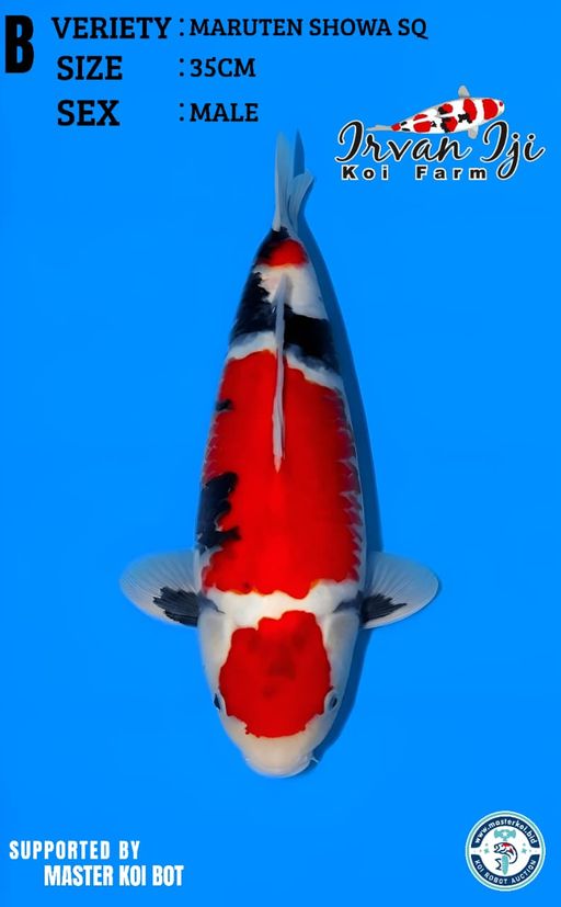 Lelang Koi Online, Jual Beli Ikan Koi, Pusat Jual Beli Koi, Info Lelang Koi Hari Ini, Platform Jual Beli Koi, Jual Beli Ikan Koi Online, Marketplace Ikan Koi, Jual Koi Terbaik, Tempat Beli Koi Berkualitas, Pasar Ikan Koi Online Terpercaya, Penjual Ikan Koi Terpercaya, Beli Koi Hias Online, Ikan Koi untuk Dijual, Koi Kualitas Terbaik, Toko Online Ikan Koi, Koi Hias Untuk Dijual, Jual Beli Ikan Koi Lokal, Koi Indonesia Online, Pusat Jual Beli Koi Terbesar