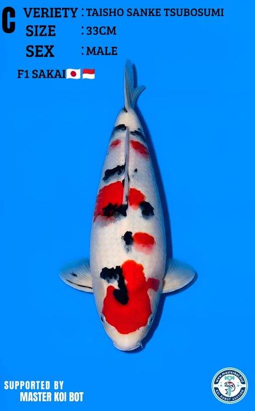 Lelang Koi Online, Jual Beli Ikan Koi, Pusat Jual Beli Koi, Info Lelang Koi Hari Ini, Platform Jual Beli Koi, Jual Beli Ikan Koi Online, Marketplace Ikan Koi, Jual Koi Terbaik, Tempat Beli Koi Berkualitas, Pasar Ikan Koi Online Terpercaya, Penjual Ikan Koi Terpercaya, Beli Koi Hias Online, Ikan Koi untuk Dijual, Koi Kualitas Terbaik, Toko Online Ikan Koi, Koi Hias Untuk Dijual, Jual Beli Ikan Koi Lokal, Koi Indonesia Online, Pusat Jual Beli Koi Terbesar