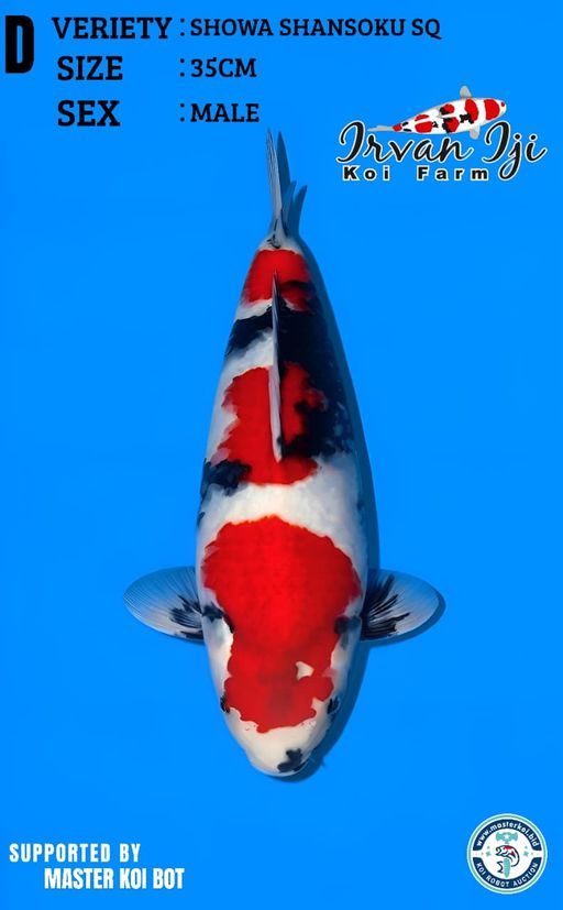 Lelang Koi Online, Jual Beli Ikan Koi, Pusat Jual Beli Koi, Info Lelang Koi Hari Ini, Platform Jual Beli Koi, Jual Beli Ikan Koi Online, Marketplace Ikan Koi, Jual Koi Terbaik, Tempat Beli Koi Berkualitas, Pasar Ikan Koi Online Terpercaya, Penjual Ikan Koi Terpercaya, Beli Koi Hias Online, Ikan Koi untuk Dijual, Koi Kualitas Terbaik, Toko Online Ikan Koi, Koi Hias Untuk Dijual, Jual Beli Ikan Koi Lokal, Koi Indonesia Online, Pusat Jual Beli Koi Terbesar