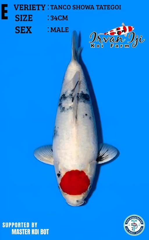 Lelang Koi Online, Jual Beli Ikan Koi, Pusat Jual Beli Koi, Info Lelang Koi Hari Ini, Platform Jual Beli Koi, Jual Beli Ikan Koi Online, Marketplace Ikan Koi, Jual Koi Terbaik, Tempat Beli Koi Berkualitas, Pasar Ikan Koi Online Terpercaya, Penjual Ikan Koi Terpercaya, Beli Koi Hias Online, Ikan Koi untuk Dijual, Koi Kualitas Terbaik, Toko Online Ikan Koi, Koi Hias Untuk Dijual, Jual Beli Ikan Koi Lokal, Koi Indonesia Online, Pusat Jual Beli Koi Terbesar