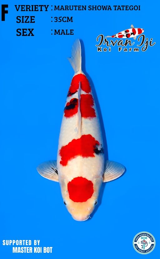 Lelang Koi Online, Jual Beli Ikan Koi, Pusat Jual Beli Koi, Info Lelang Koi Hari Ini, Platform Jual Beli Koi, Jual Beli Ikan Koi Online, Marketplace Ikan Koi, Jual Koi Terbaik, Tempat Beli Koi Berkualitas, Pasar Ikan Koi Online Terpercaya, Penjual Ikan Koi Terpercaya, Beli Koi Hias Online, Ikan Koi untuk Dijual, Koi Kualitas Terbaik, Toko Online Ikan Koi, Koi Hias Untuk Dijual, Jual Beli Ikan Koi Lokal, Koi Indonesia Online, Pusat Jual Beli Koi Terbesar