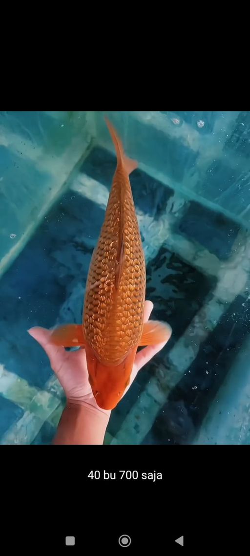 Lelang Koi Online, Jual Beli Ikan Koi, Pusat Jual Beli Koi, Info Lelang Koi Hari Ini, Platform Jual Beli Koi, Jual Beli Ikan Koi Online, Marketplace Ikan Koi, Jual Koi Terbaik, Tempat Beli Koi Berkualitas, Pasar Ikan Koi Online Terpercaya, Penjual Ikan Koi Terpercaya, Beli Koi Hias Online, Ikan Koi untuk Dijual, Koi Kualitas Terbaik, Toko Online Ikan Koi, Koi Hias Untuk Dijual, Jual Beli Ikan Koi Lokal, Koi Indonesia Online, Pusat Jual Beli Koi Terbesar