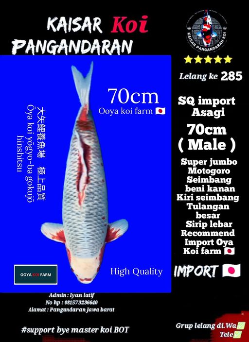 Lelang Koi Online, Jual Beli Ikan Koi, Pusat Jual Beli Koi, Info Lelang Koi Hari Ini, Platform Jual Beli Koi, Jual Beli Ikan Koi Online, Marketplace Ikan Koi, Jual Koi Terbaik, Tempat Beli Koi Berkualitas, Pasar Ikan Koi Online Terpercaya, Penjual Ikan Koi Terpercaya, Beli Koi Hias Online, Ikan Koi untuk Dijual, Koi Kualitas Terbaik, Toko Online Ikan Koi, Koi Hias Untuk Dijual, Jual Beli Ikan Koi Lokal, Koi Indonesia Online, Pusat Jual Beli Koi Terbesar