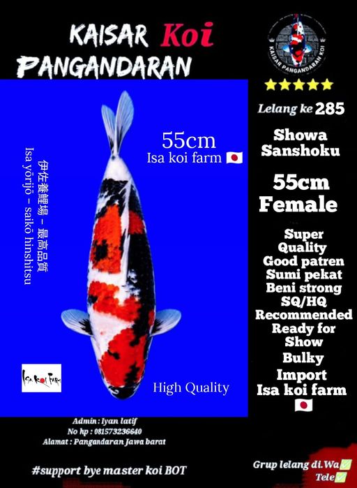 Lelang Koi Online, Jual Beli Ikan Koi, Pusat Jual Beli Koi, Info Lelang Koi Hari Ini, Platform Jual Beli Koi, Jual Beli Ikan Koi Online, Marketplace Ikan Koi, Jual Koi Terbaik, Tempat Beli Koi Berkualitas, Pasar Ikan Koi Online Terpercaya, Penjual Ikan Koi Terpercaya, Beli Koi Hias Online, Ikan Koi untuk Dijual, Koi Kualitas Terbaik, Toko Online Ikan Koi, Koi Hias Untuk Dijual, Jual Beli Ikan Koi Lokal, Koi Indonesia Online, Pusat Jual Beli Koi Terbesar