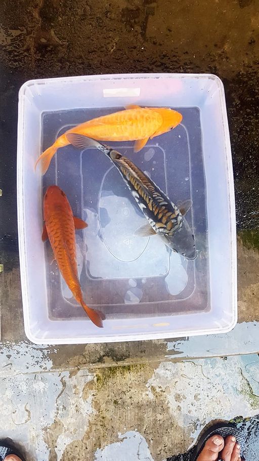 Lelang Koi Online, Jual Beli Ikan Koi, Pusat Jual Beli Koi, Info Lelang Koi Hari Ini, Platform Jual Beli Koi, Jual Beli Ikan Koi Online, Marketplace Ikan Koi, Jual Koi Terbaik, Tempat Beli Koi Berkualitas, Pasar Ikan Koi Online Terpercaya, Penjual Ikan Koi Terpercaya, Beli Koi Hias Online, Ikan Koi untuk Dijual, Koi Kualitas Terbaik, Toko Online Ikan Koi, Koi Hias Untuk Dijual, Jual Beli Ikan Koi Lokal, Koi Indonesia Online, Pusat Jual Beli Koi Terbesar
