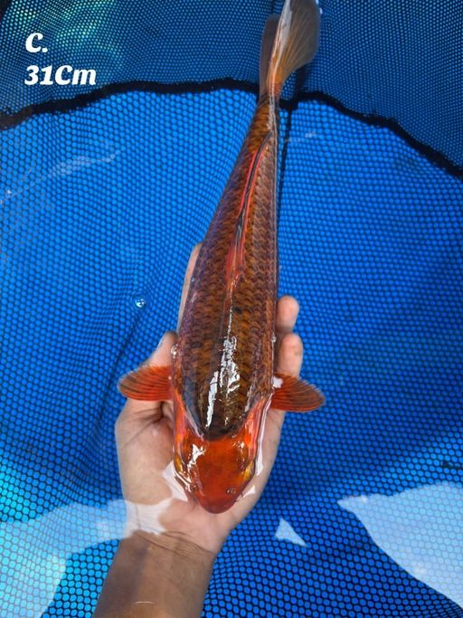 Lelang Koi Online, Jual Beli Ikan Koi, Pusat Jual Beli Koi, Info Lelang Koi Hari Ini, Platform Jual Beli Koi, Jual Beli Ikan Koi Online, Marketplace Ikan Koi, Jual Koi Terbaik, Tempat Beli Koi Berkualitas, Pasar Ikan Koi Online Terpercaya, Penjual Ikan Koi Terpercaya, Beli Koi Hias Online, Ikan Koi untuk Dijual, Koi Kualitas Terbaik, Toko Online Ikan Koi, Koi Hias Untuk Dijual, Jual Beli Ikan Koi Lokal, Koi Indonesia Online, Pusat Jual Beli Koi Terbesar